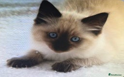 Ragdoll cats for sale: GCCF Championship Ragdoll Kittens - Image 5