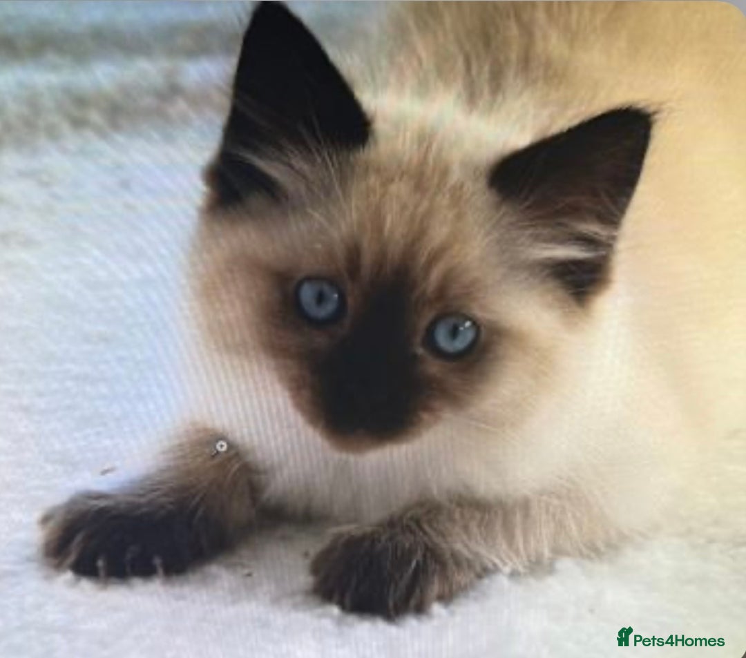 Ragdoll cats for sale: GCCF Championship Ragdoll Kittens - Image 5