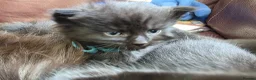 Mixed Breed cats for sale: Mini Maine Coon x British short hair  - Advert 20