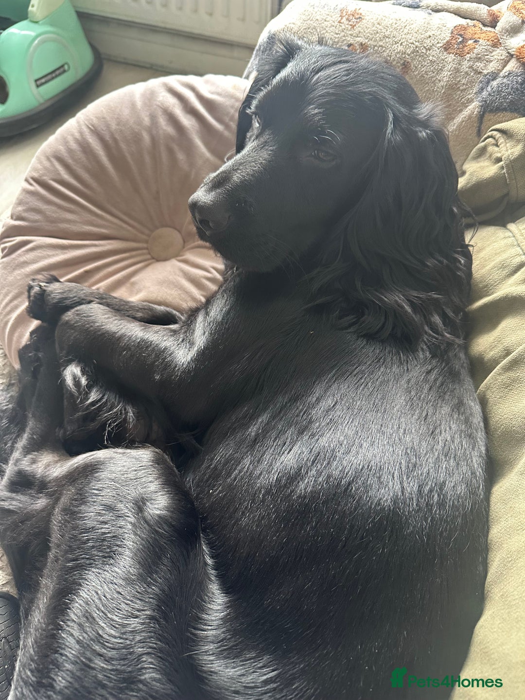 Cocker Spaniel dogs for stud: Working cocker spaniel stud  - Image 2