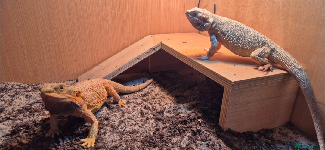 Bearded Dragon reptiles for sale: Full breeding setup  - Image 6
