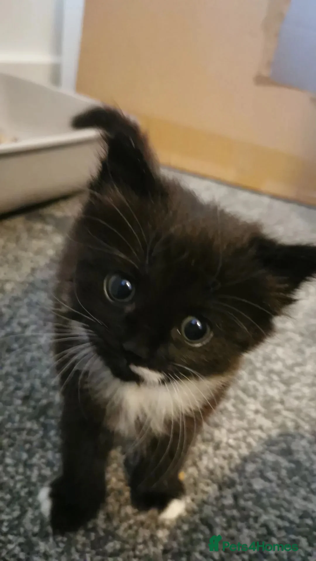 Mixed Breed cats for sale: Long haired Female kitten  in Chelmsford - Advert 2