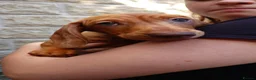 Miniature Dachshund dogs for sale: Beautiful Miniature Puppy Dachsung  - Advert 12