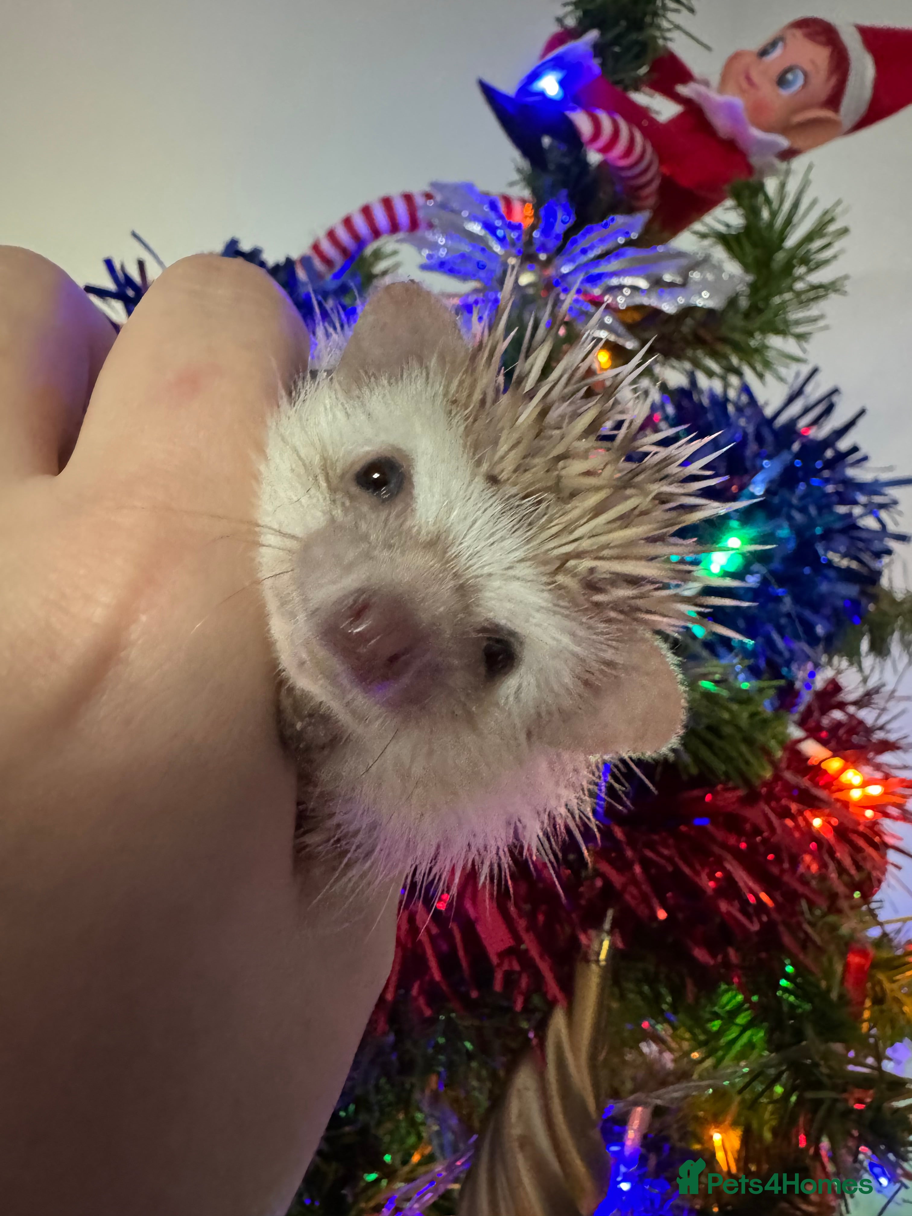 Pygmy Hedgehog rodents Last baby African Pygmy hedgehogs for sale - Advert 5