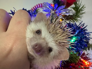 Pygmy Hedgehog rodents Last baby African Pygmy hedgehogs for sale - Advert 5