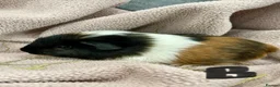 Guinea Pig rodents for sale: Gorgeous Male Guinea Pigs, mixed breeds - Advert 1