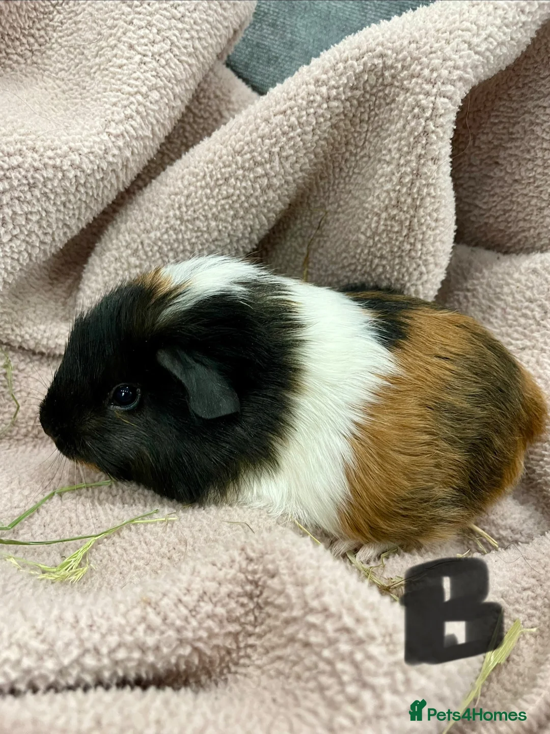 Guinea Pig rodents for sale: Gorgeous Male Guinea Pigs, mixed breeds - Advert 1