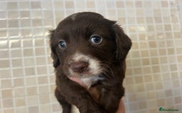 Cocker Spaniel dogs for sale: Cocker spaniel puppies - Image 2