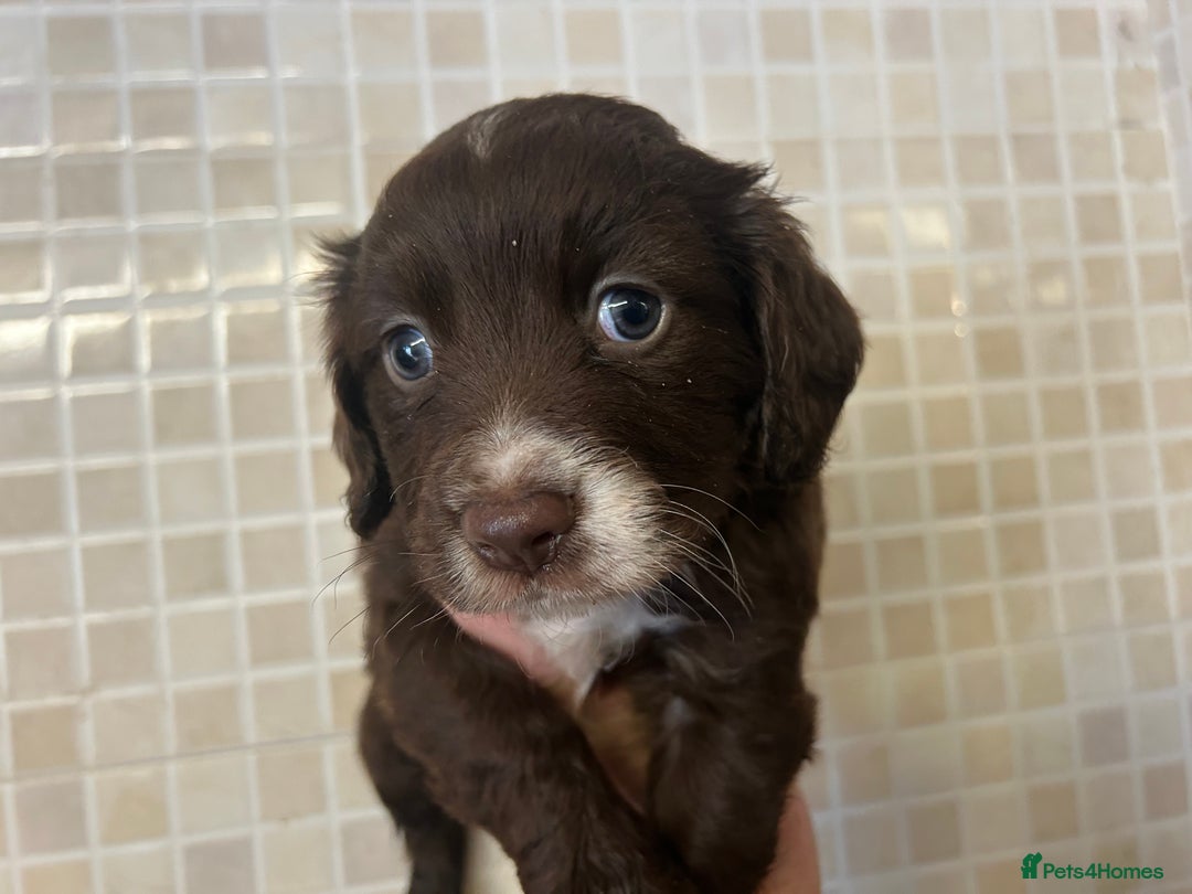 Cocker Spaniel dogs for sale: Cocker spaniel puppies - Image 2