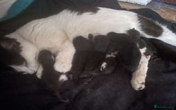 British Longhair cats for sale: Tabby/British Long haired - Image 1