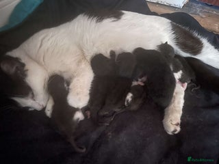 British Longhair cats - Advert 11