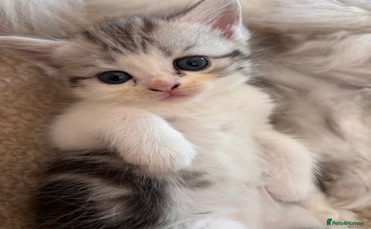 Persian cats in Leeds - Advert 3