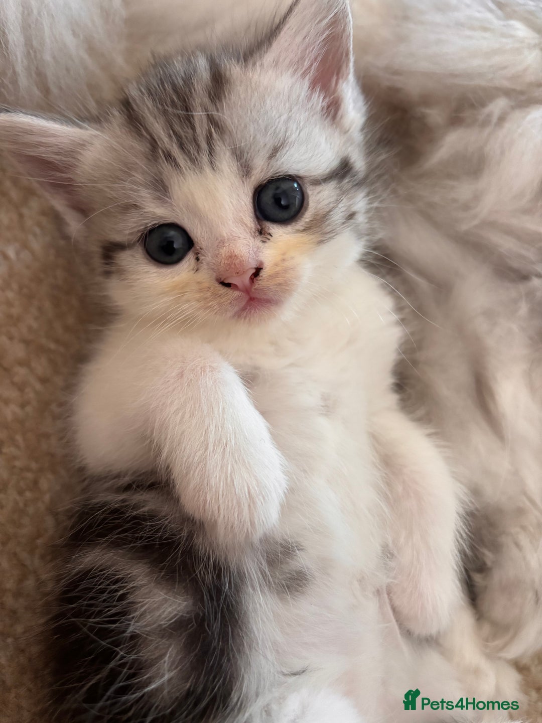Persian cats for sale: SOLD  in Leeds - Image 1