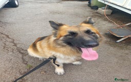 German Shepherd dogs for sale: German shepherd Rocko 5 year old  - Image 2