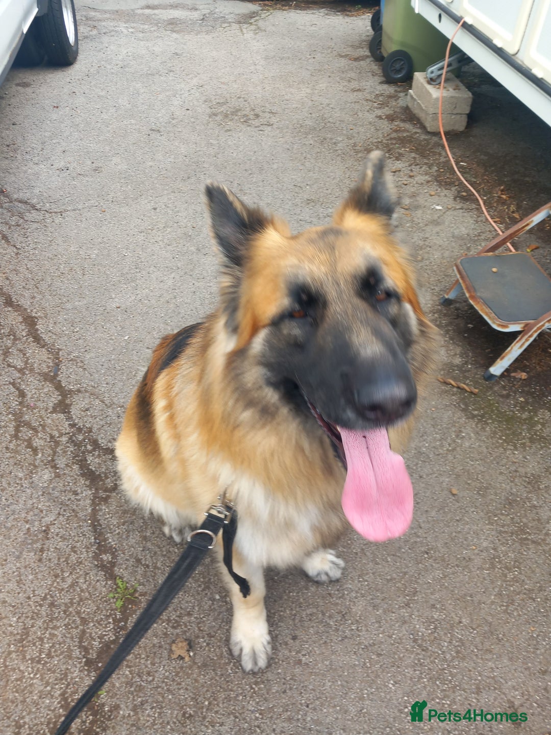 German Shepherd dogs for sale: German shepherd Rocko 5 year old  - Image 2