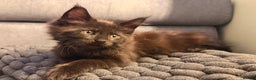 Maine Coon cats for sale: 6 remaining kittens - Advert 28