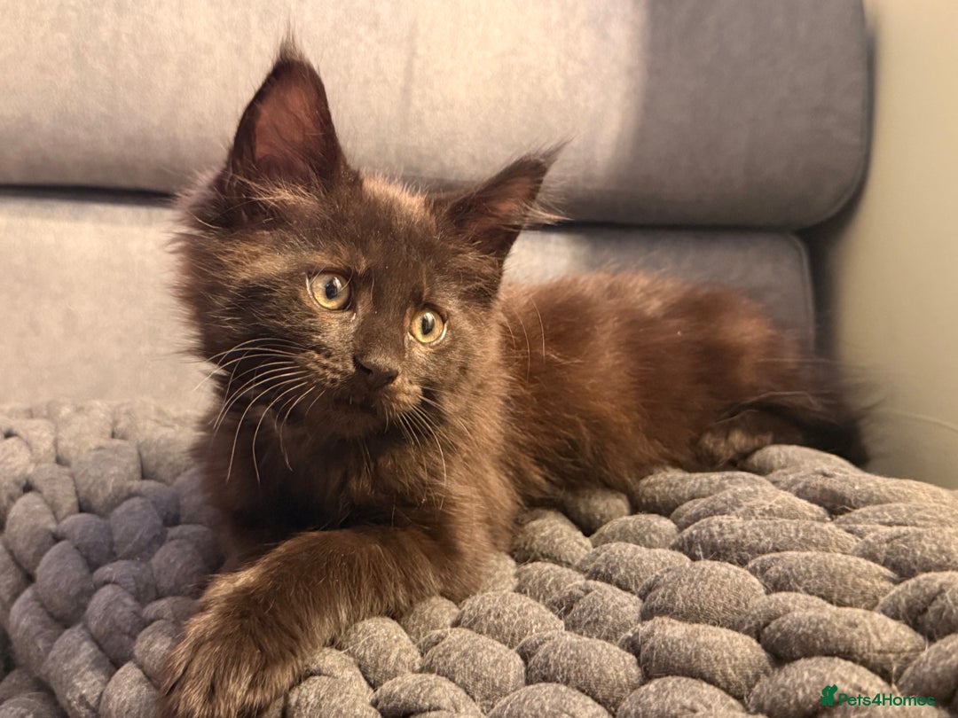Maine Coon cats for sale: 6 remaining kittens - Advert 28