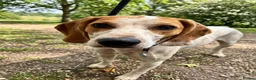 Mixed Breed dogs for adoption: Lucky loving active fun 1 yr old Pointer  - Advert 3