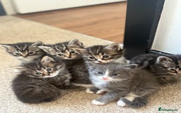 British Shorthair cats for sale: Beautiful British short hair mixed long hair  - Advert 31