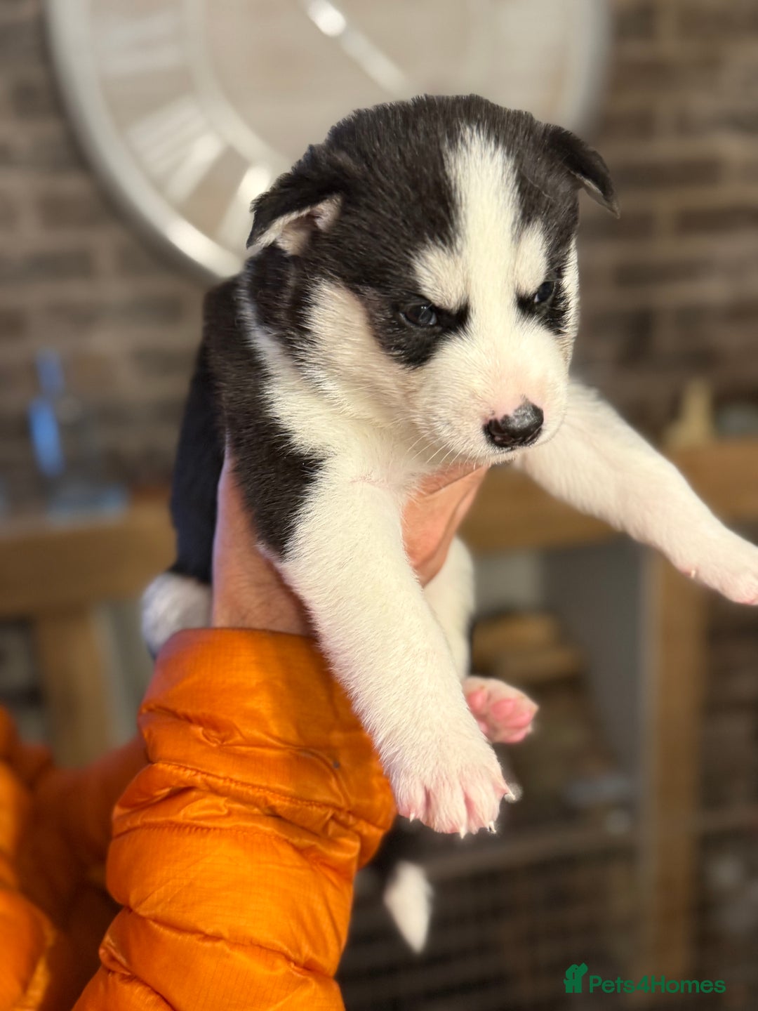 Siberian Husky dogs for sale: Siberian husky puppy’s for sale  - Image 7