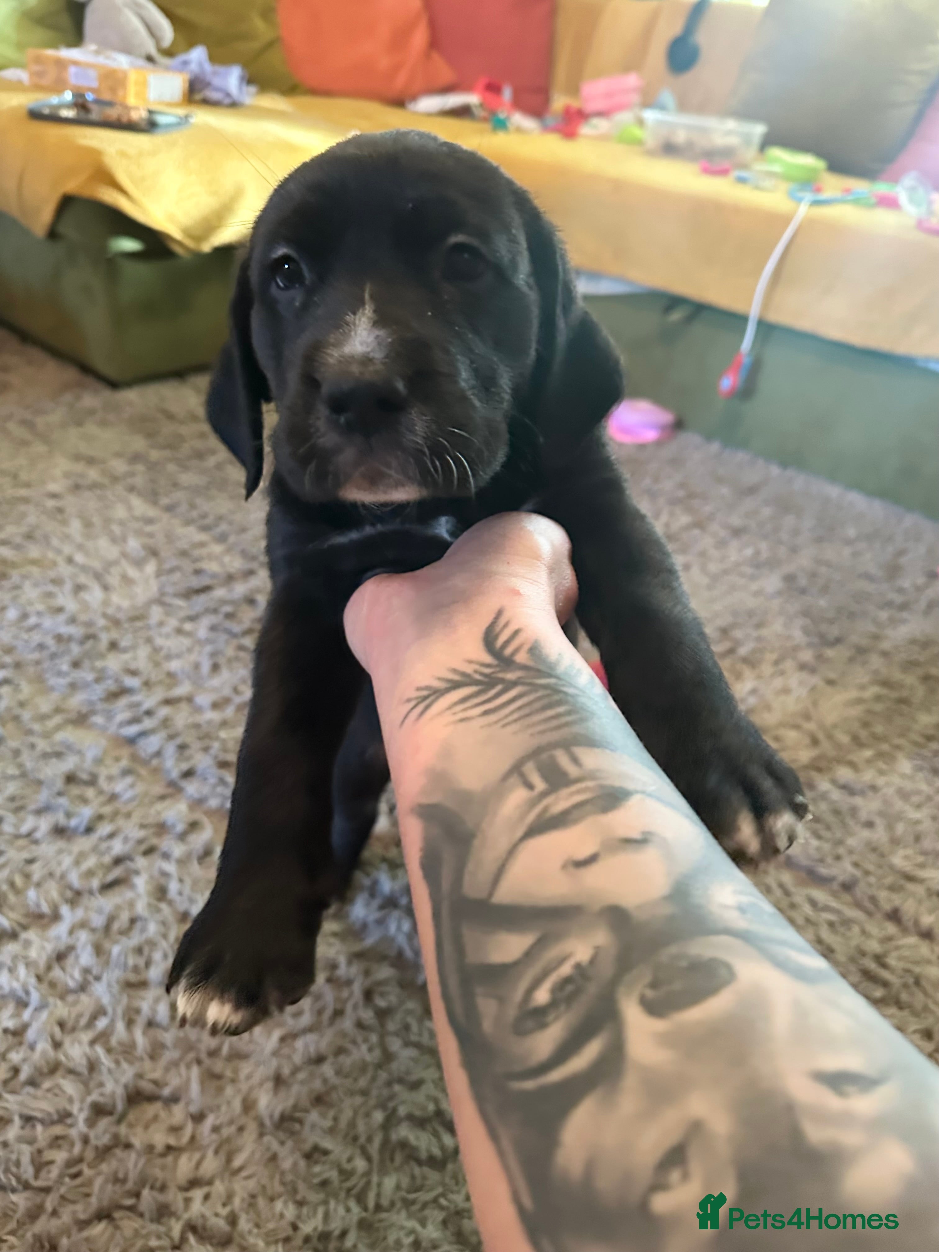 Mixed Breed dogs Lab- Cane Corso Puppies Looking for Loving Homes  - Advert 2