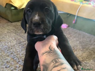 Mixed Breed dogs Lab- Cane Corso Puppies Looking for Loving Homes - Advert 4