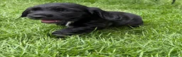 Cocker Spaniel dogs for sale: Kc Registered Cocker Spaniel Puppies - Advert 6