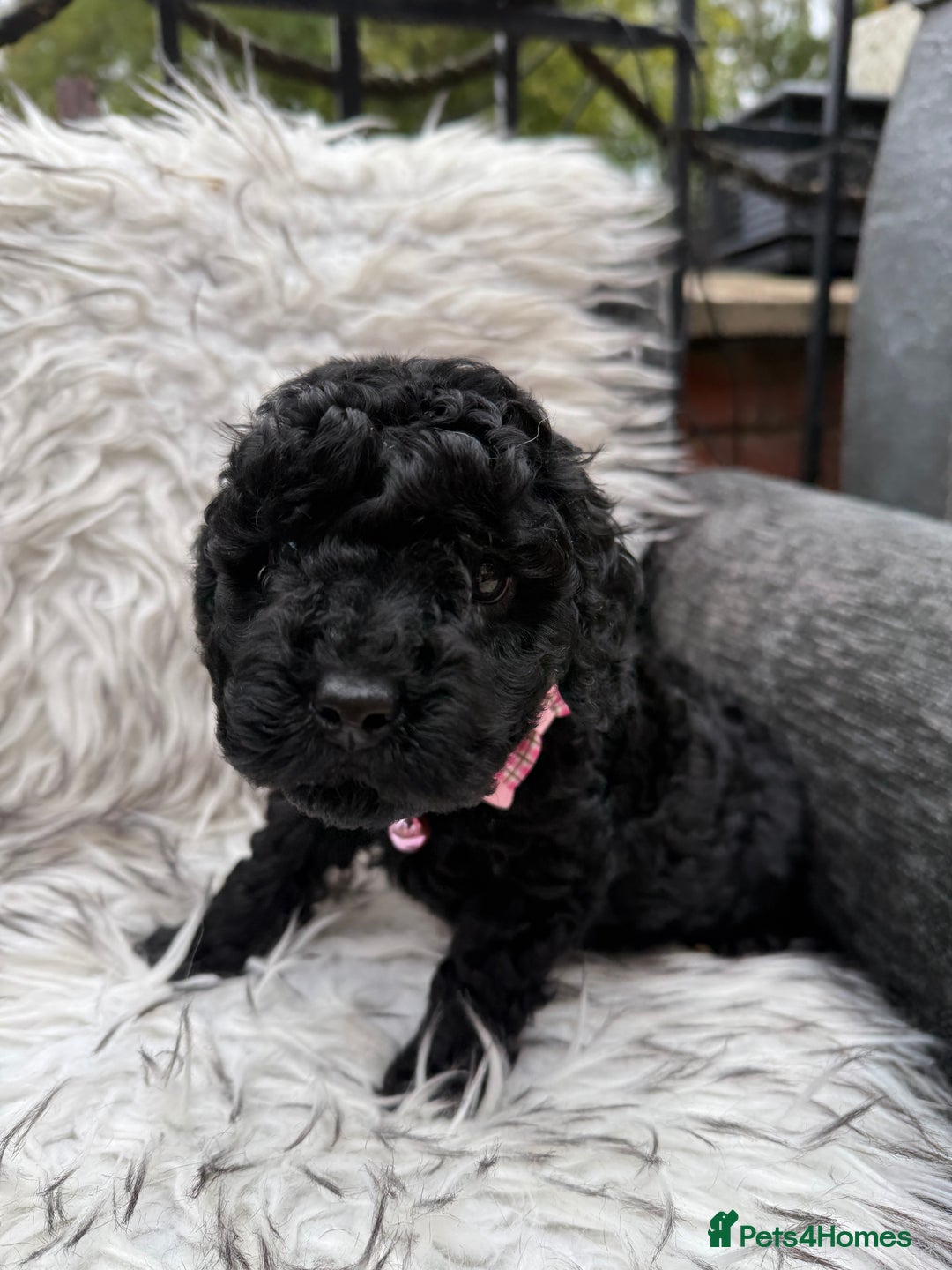 Cockapoo dogs for sale: SMALL COCKAPOO BABYS - Image 15