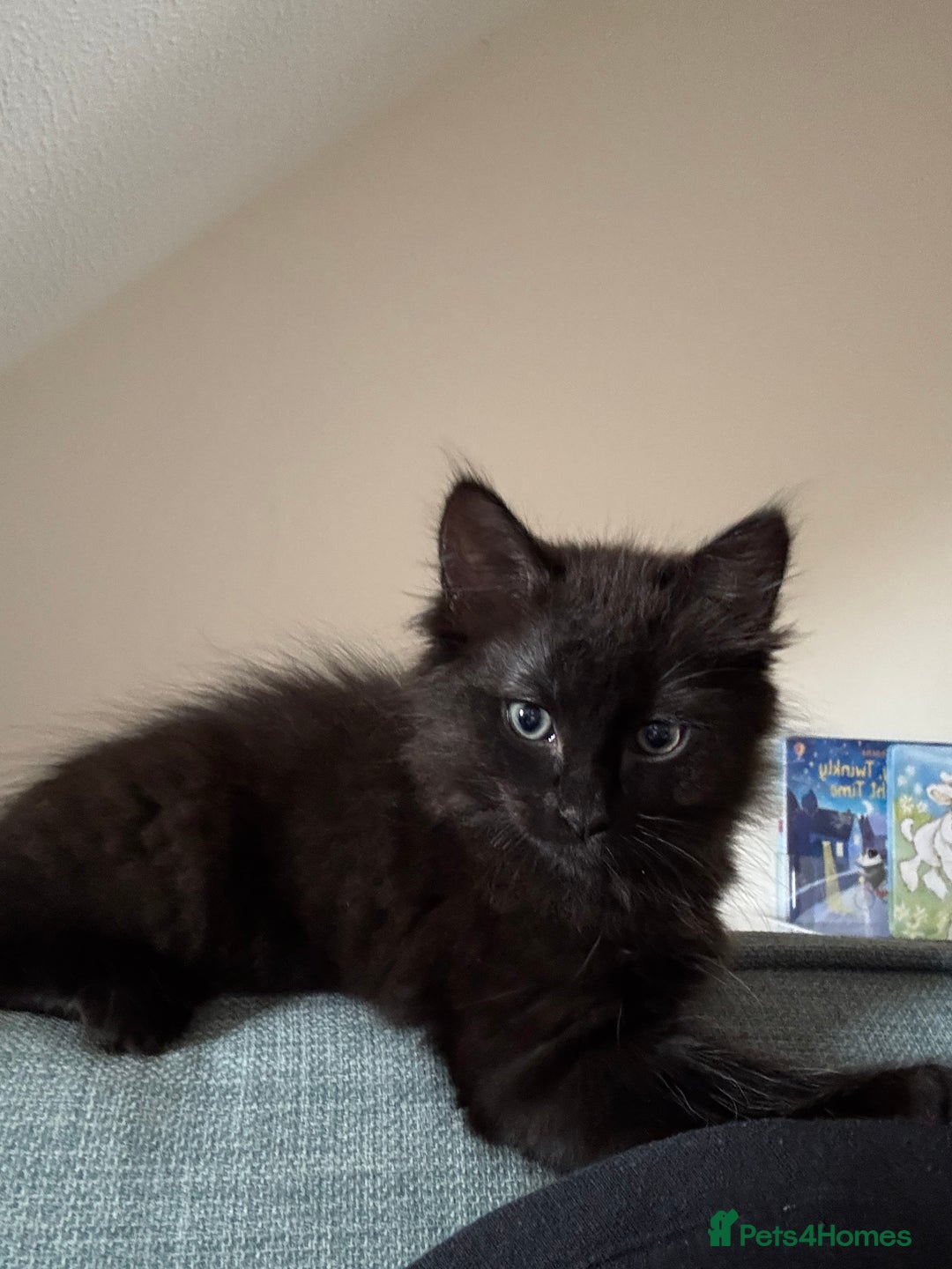 Ragdoll cats for sale: Male Ragdoll - Advert 7