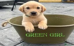 Labrador Retriever dogs for stud: Lovely handsome stud lucerys in Orpington - Image 23