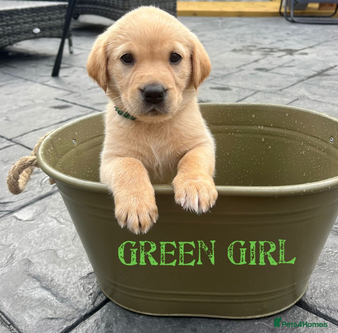 Labrador Retriever dogs for stud: Lovely handsome stud lucerys in Orpington - Image 23
