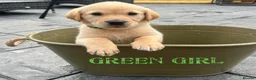 Labrador Retriever dogs for stud: Lucerys Targaryen Lee in Orpington - Advert 23