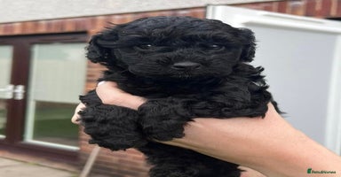 Cockapoo dogs - Advert 1