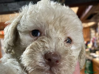 Bordoodle dogs Just 2 Left! Beautiful Bordoodles - Advert 8