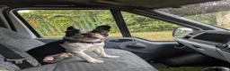 Boston Terrier dogs for stud: Boston terrier stud - Advert 11