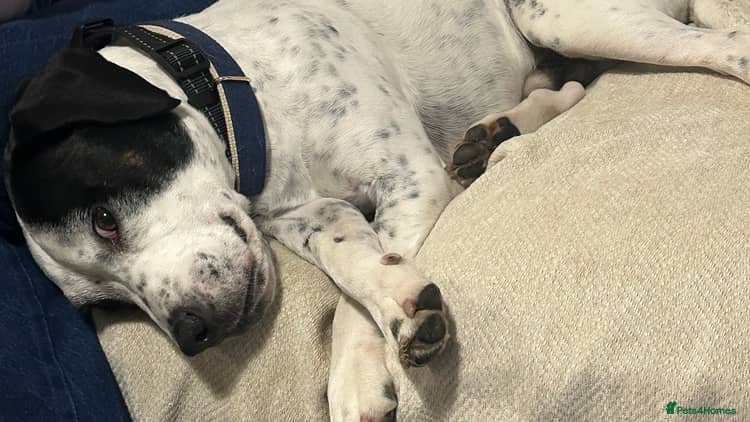 Mixed Breed dogs 2yo SpringerX, Lockheed - Advert 11