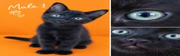 Mixed Breed cats for sale: Male and Female  in London - Advert 9