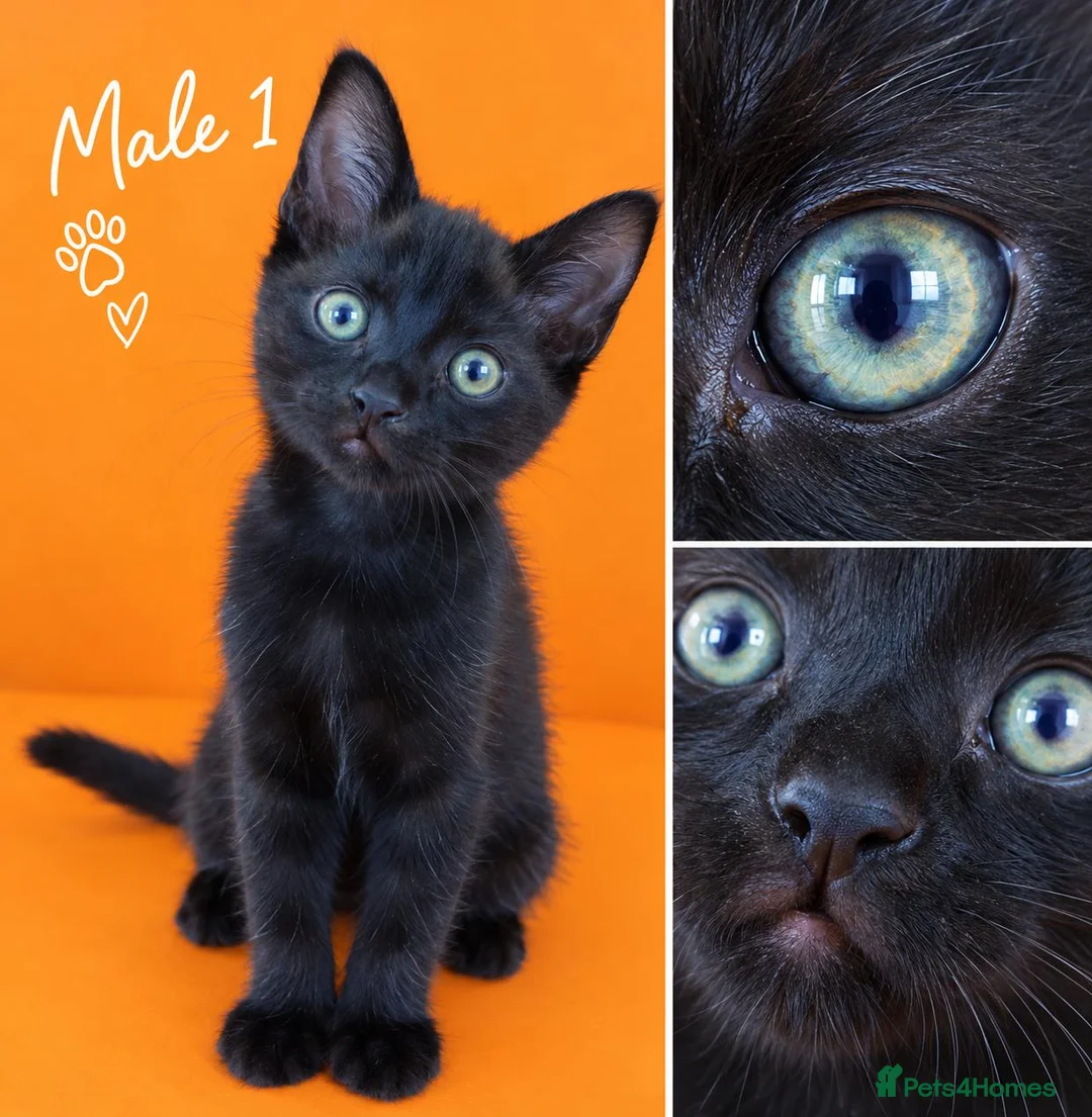 Mixed Breed cats for sale: Male and Female  in London - Advert 9