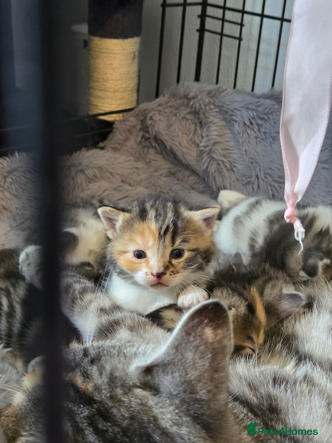 Mixed Breed cats for sale: Mixed colour tabby kittens - Image 3