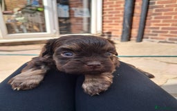 Mixed Breed dogs for sale: Cross puppies for sale  - Image 10