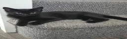 Mixed Breed cats for sale: Kittens 1m, 2f ready now - Advert 3