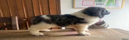 Pyrenean Mountain Dog dogs for sale: Outstanding, KC reg Pyrenean mastiff - Advert 6