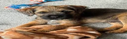 Border Terrier dogs for sale: 10 wk old Border Terrier Dog Puppy  - Advert 5