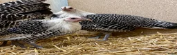 Chickens poultry for sale: Silver Campine  - Advert 20