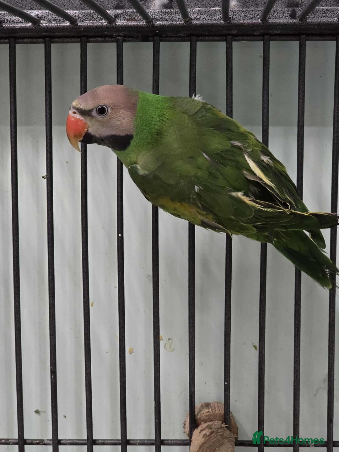 Parakeets birds for sale: Moustache Parakeet - Advert 3