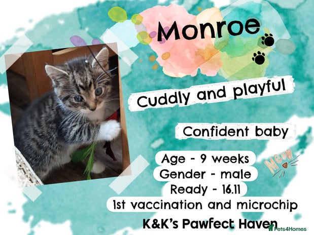 Domestic Shorthair cats Kittens and cats for adoption. - Advert 10