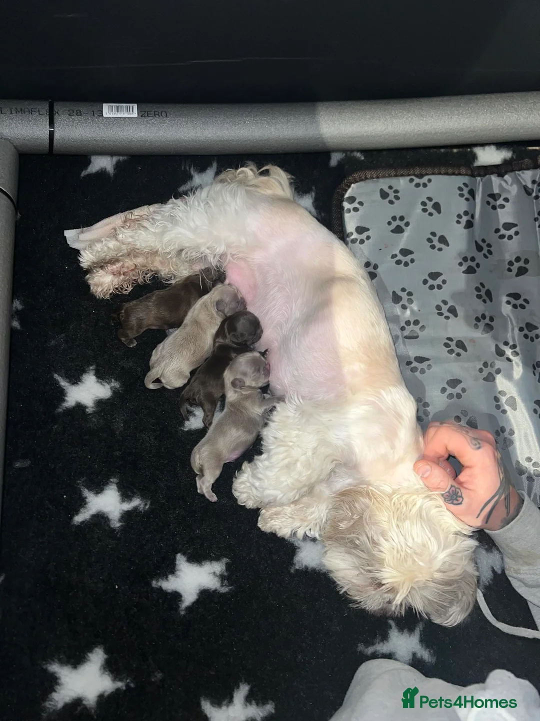 Shih Tzu dogs for stud: STUNNING CHOCOLATE IMPERIAL SHIHTZU OPEN AT STUD in Grays - Advert 40