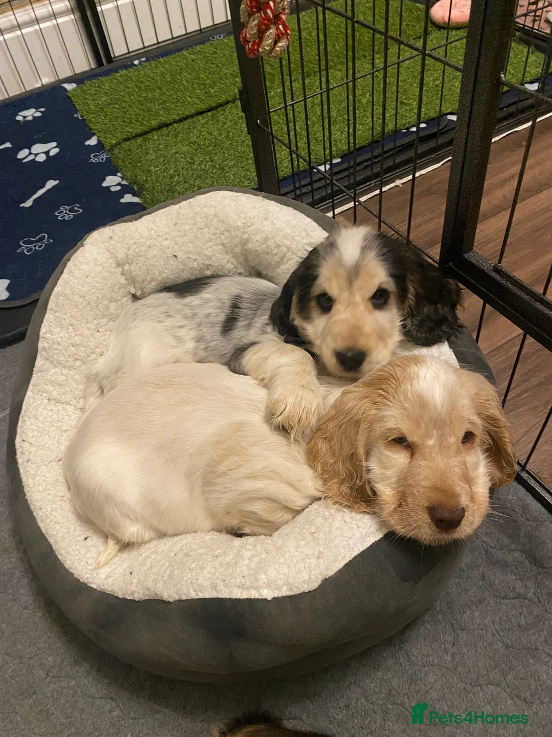 Cocker Spaniel dogs for sale: Stunning Litter of Show Cocker Spaniels  - Advert 18