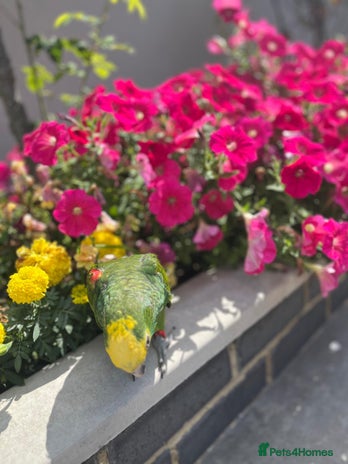 Parrots birds - Advert 7