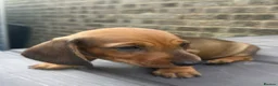 Miniature Dachshund dogs for sale: Miniature short-haired Dachshund - Advert 13